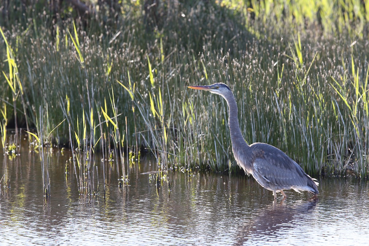 Great Blue Heron - Mike Edgecombe