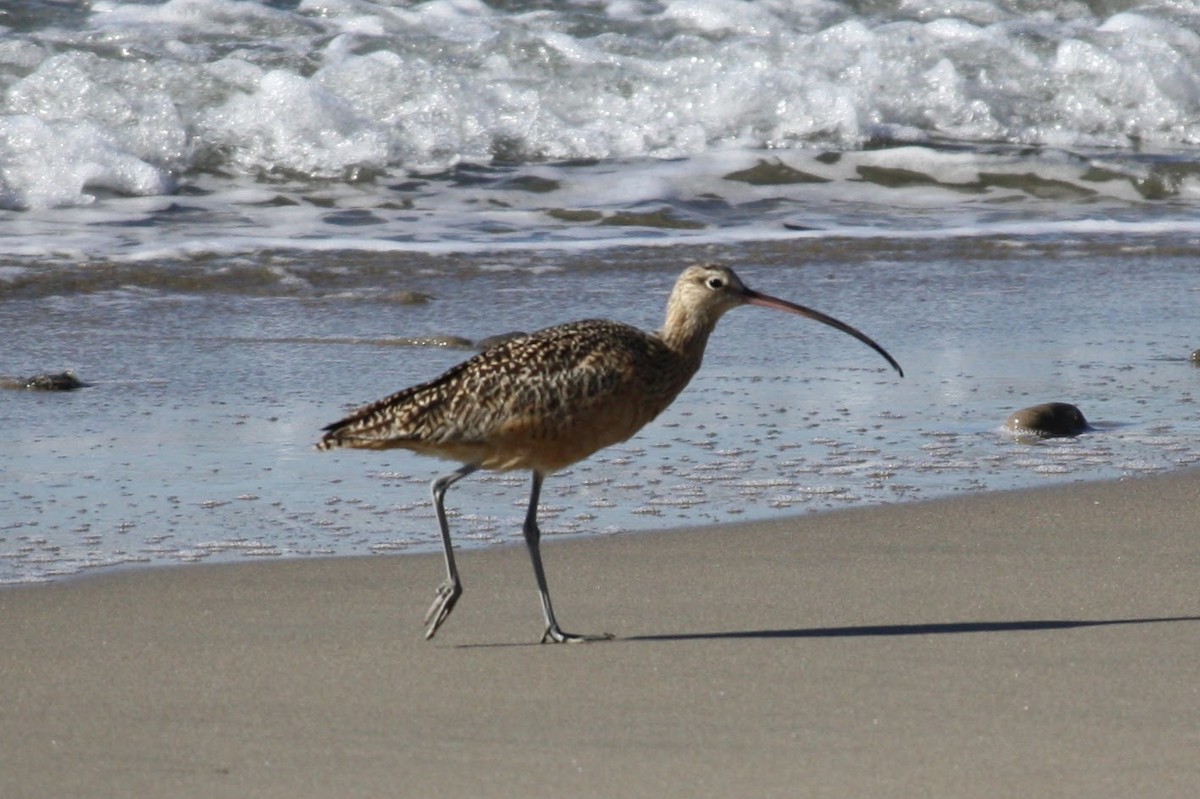 Long-billed Curlew - Isaiah McCourt