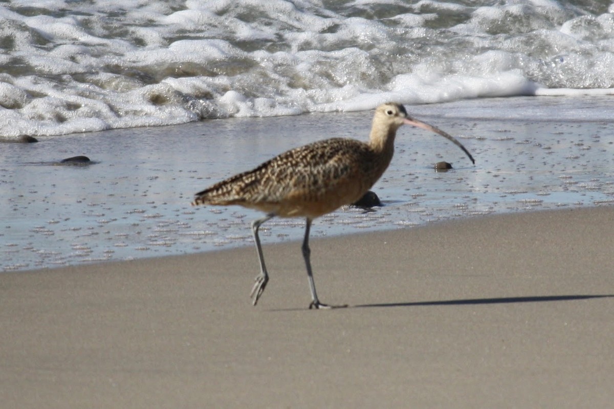 Long-billed Curlew - ML610558464