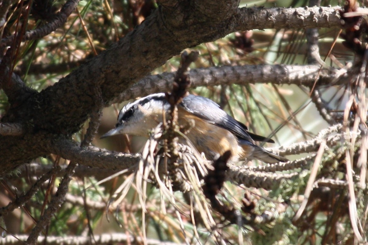 Red-breasted Nuthatch - ML610558491