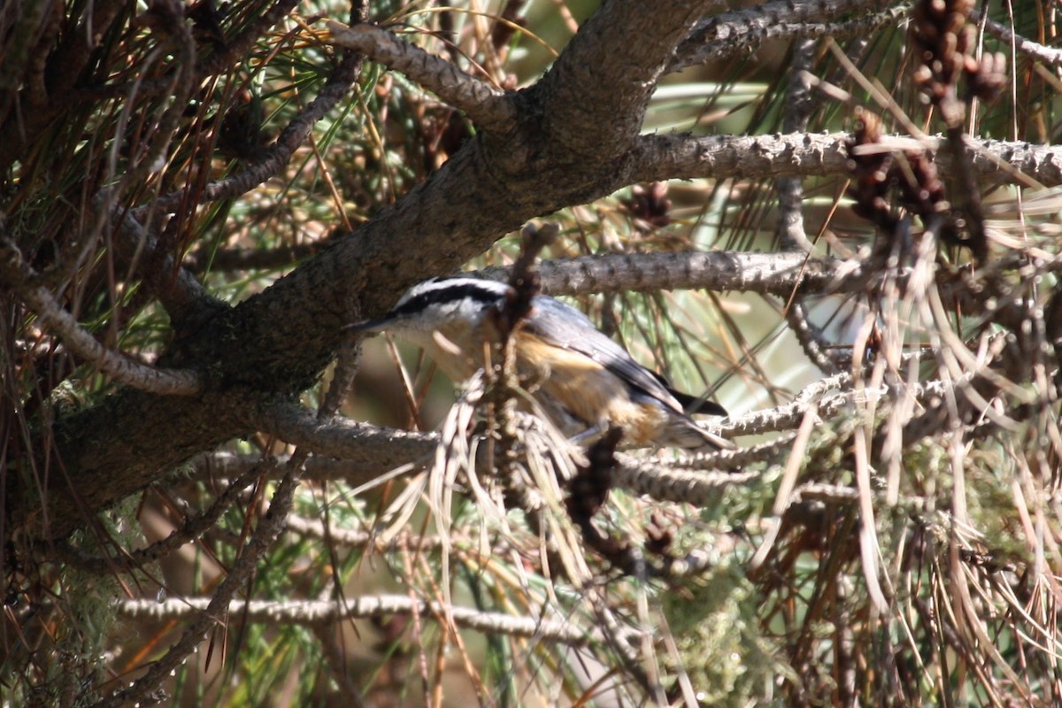 Red-breasted Nuthatch - ML610558492