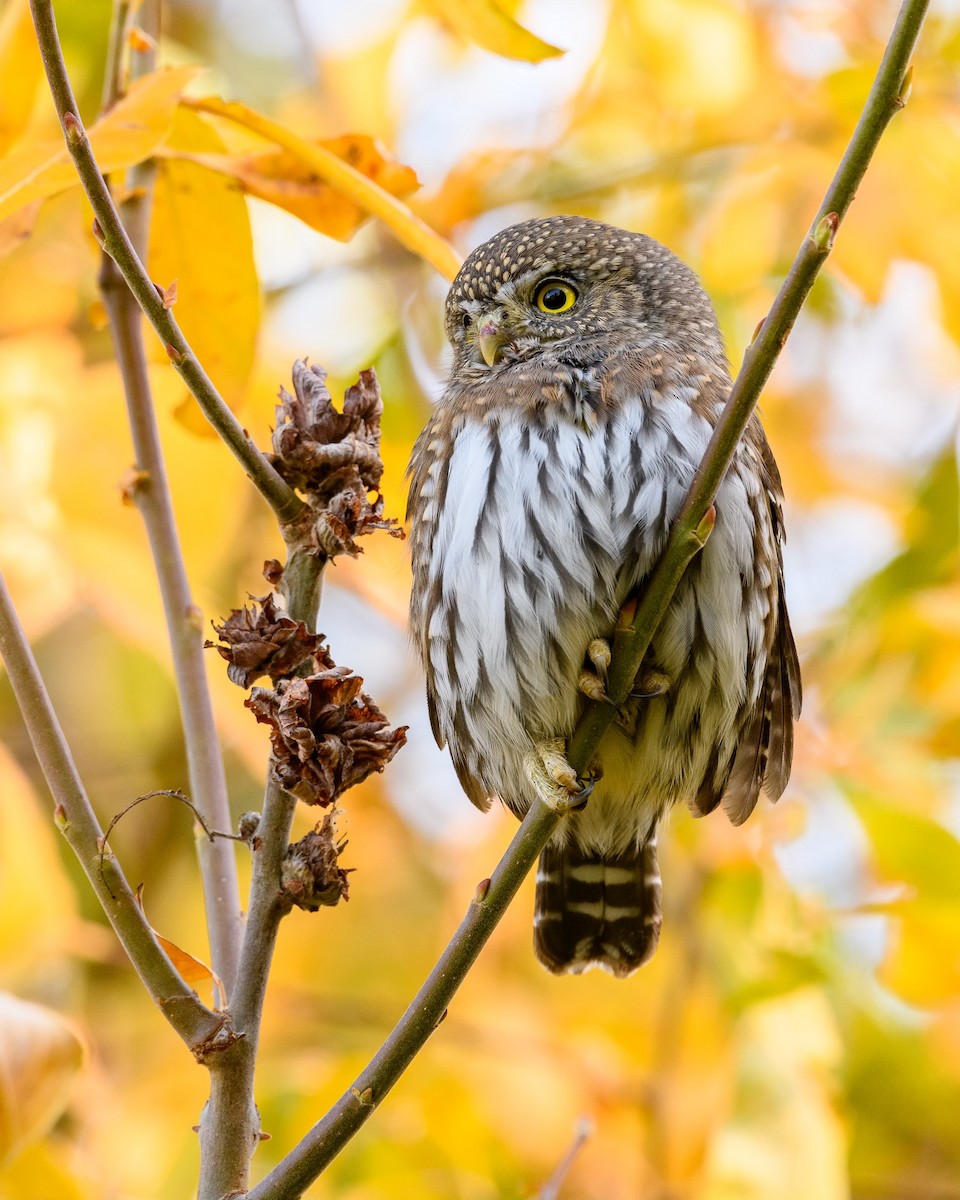 Northern Pygmy-Owl - ML610558919