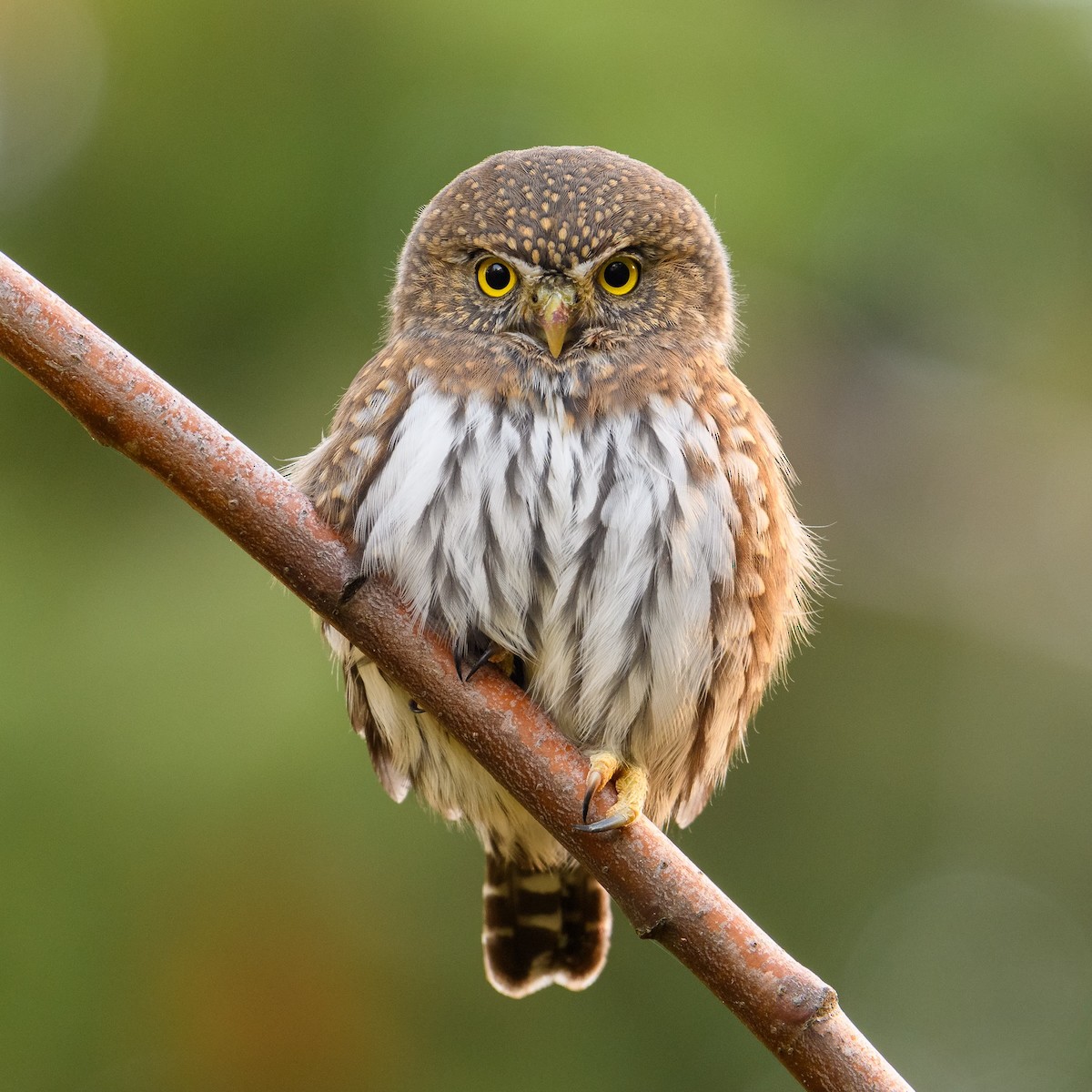 Northern Pygmy-Owl - ML610558920