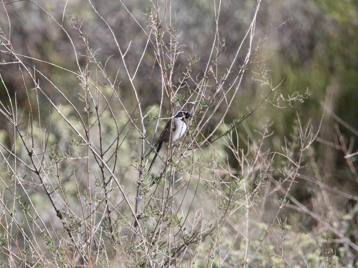 Black-throated Sparrow - ML610559257