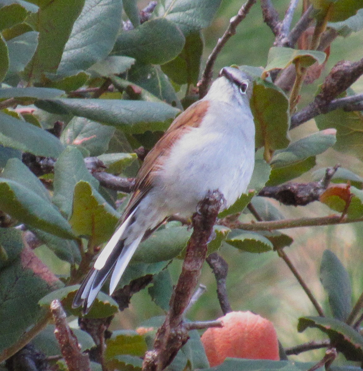 Brown-backed Solitaire - ML610559722