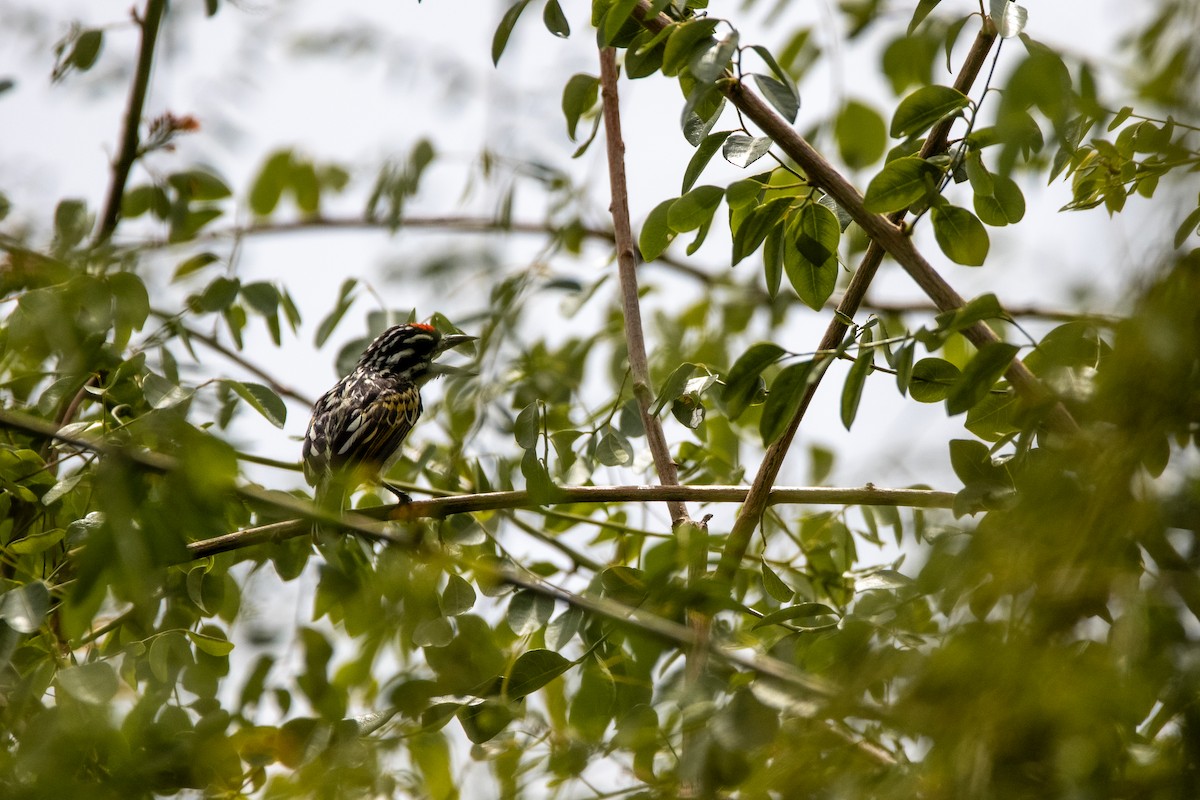 Red-fronted Tinkerbird - ML610559727