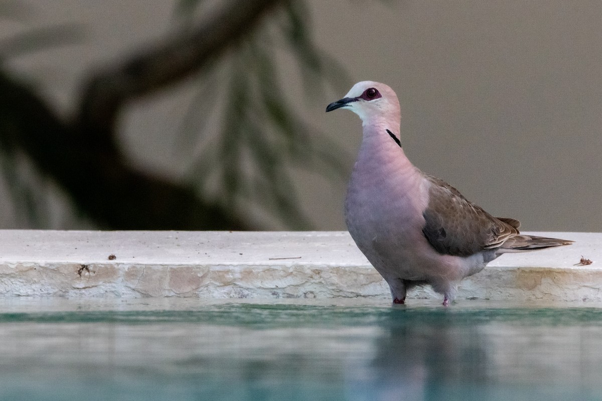 Red-eyed Dove - ML610559889