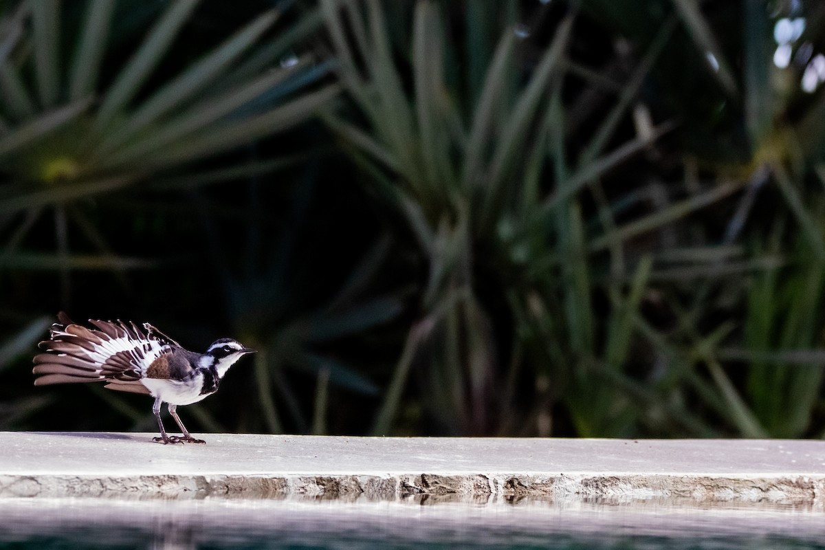 African Pied Wagtail - ML610559951