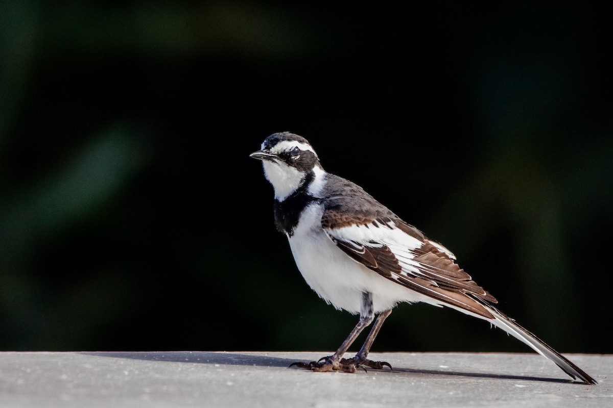 African Pied Wagtail - ML610559952