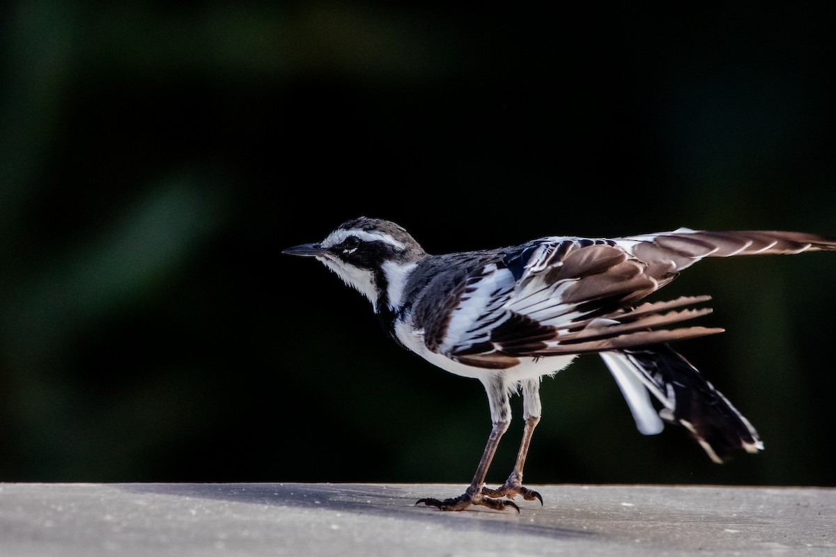 African Pied Wagtail - ML610559954