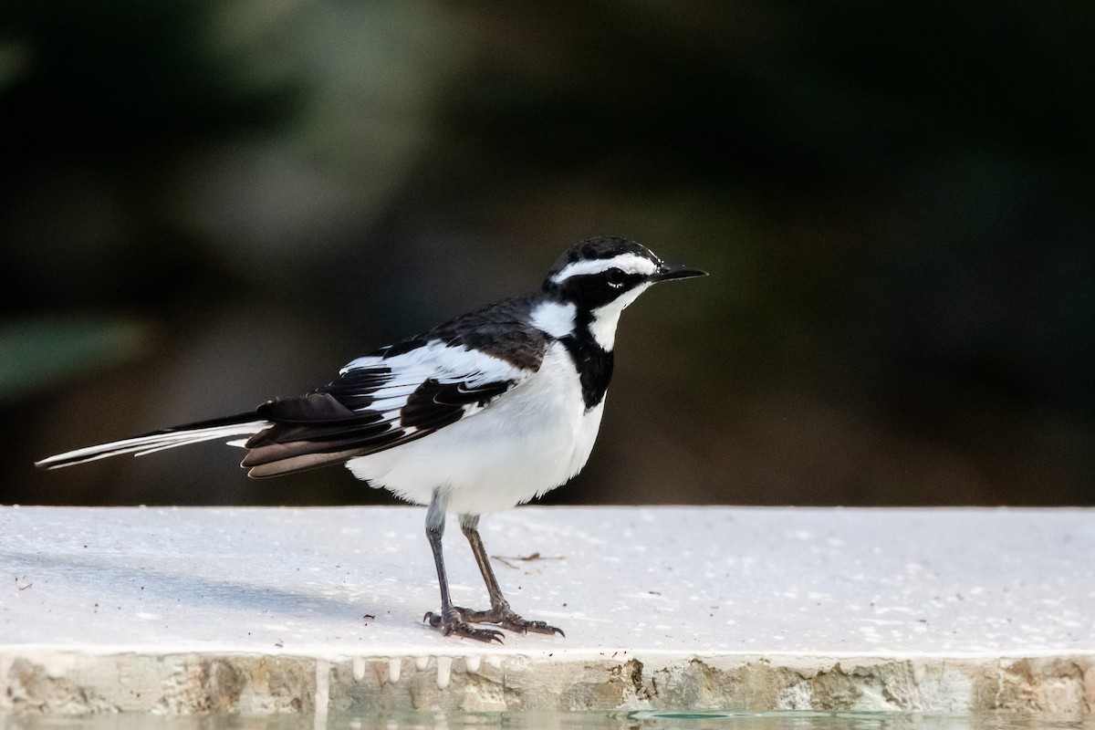 African Pied Wagtail - ML610559956