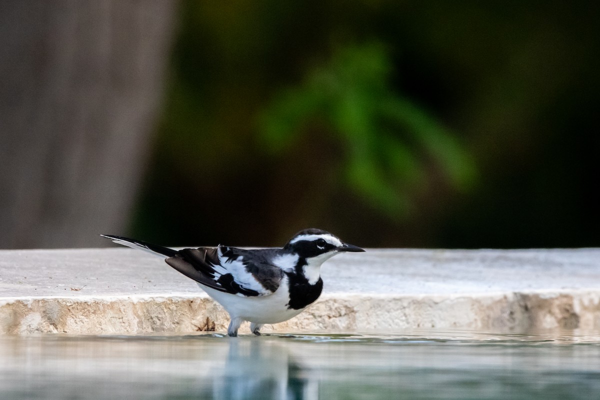 African Pied Wagtail - ML610559957