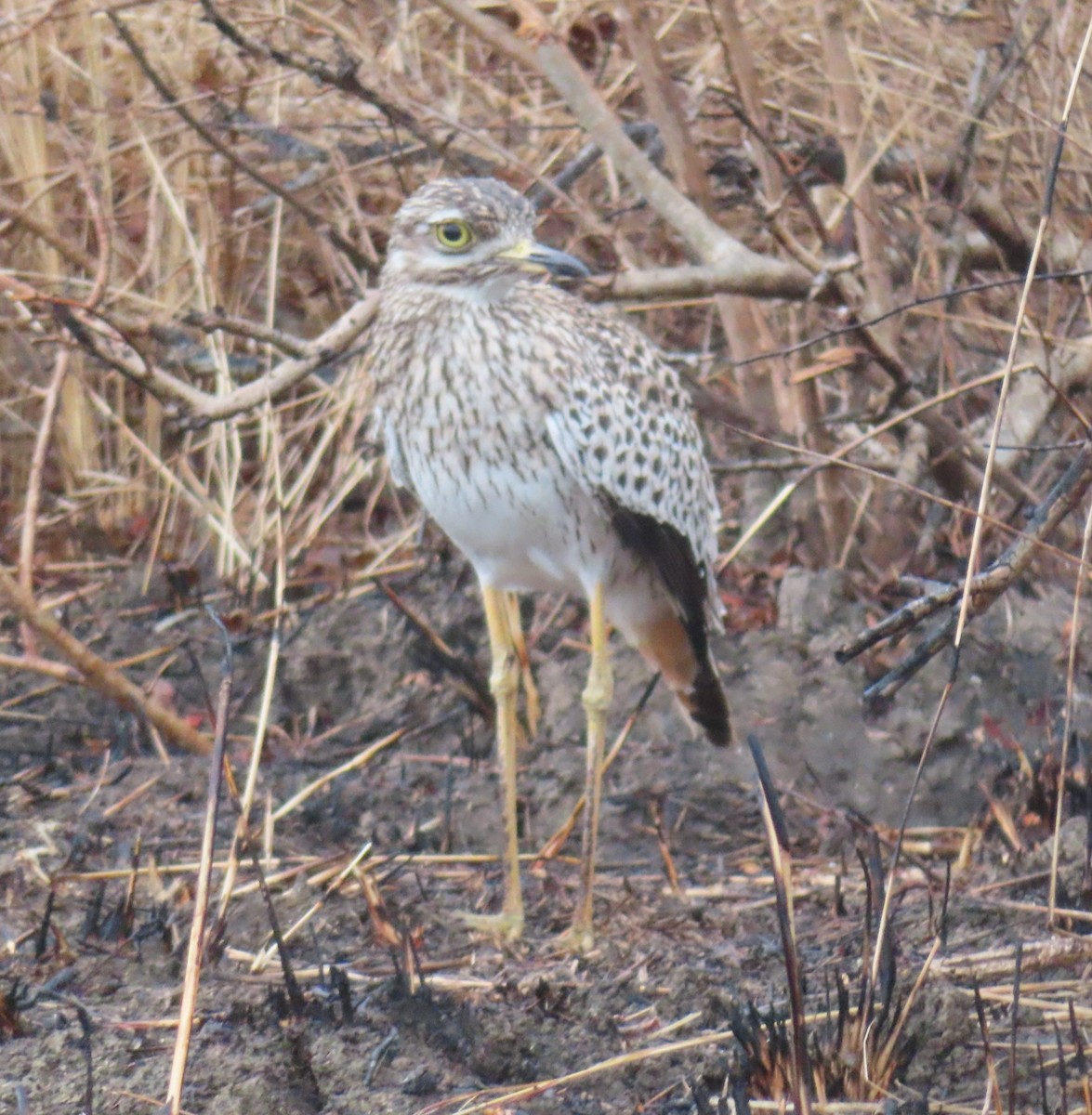 Spotted Thick-knee - ML610560271