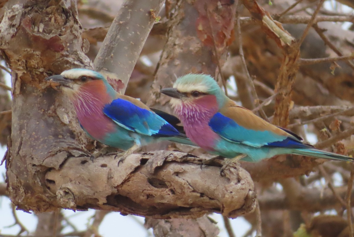 Lilac-breasted Roller - ML610560297
