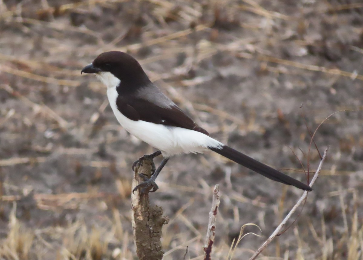 Long-tailed Fiscal - ML610560372