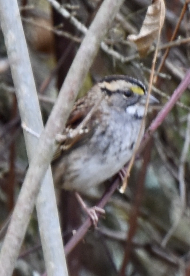 White-throated Sparrow - ML610560629