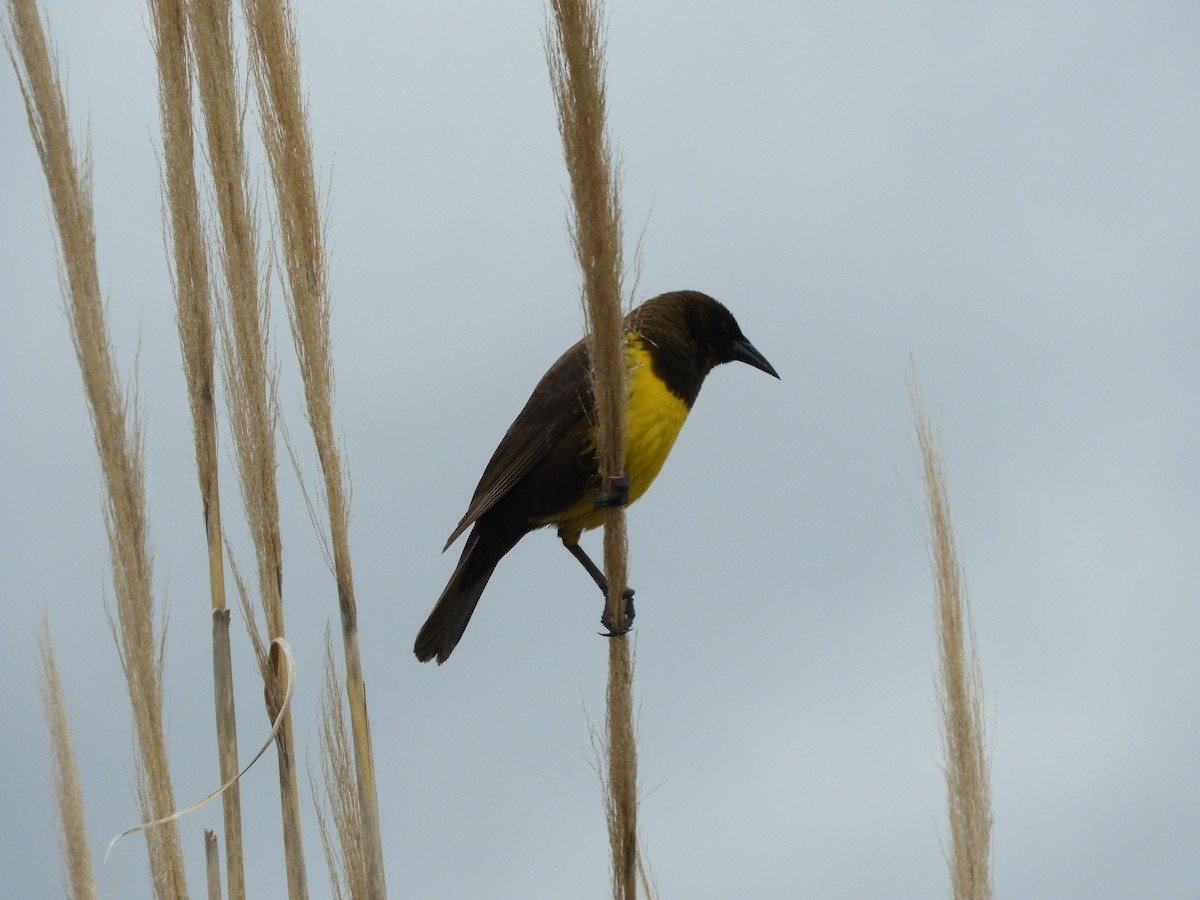Brown-and-yellow Marshbird - ML610560689