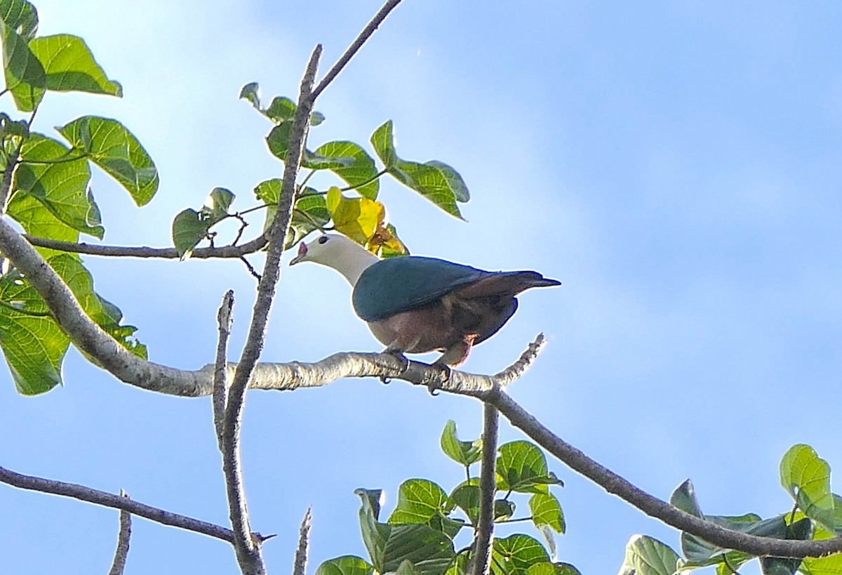Red-knobbed Imperial-Pigeon - ML610560823