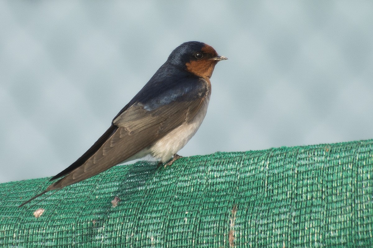 Welcome Swallow - ML610561144