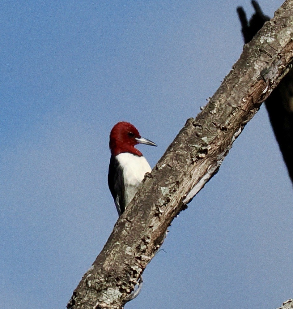 Red-headed Woodpecker - David Moulton