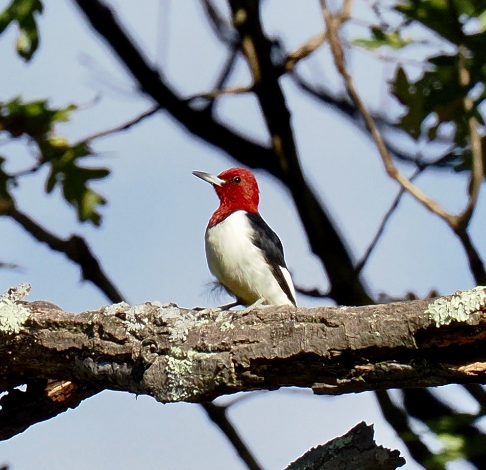 Red-headed Woodpecker - ML610561179