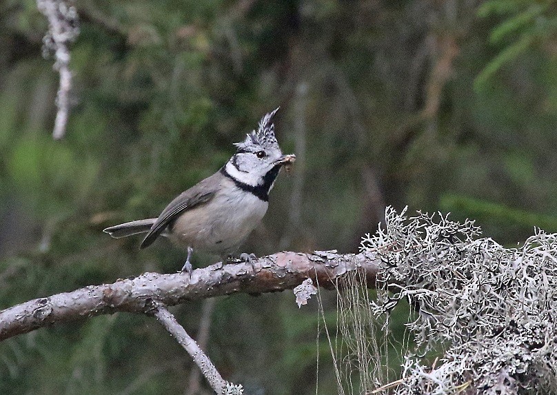 Crested Tit - ML610561425
