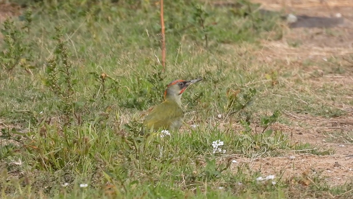 Iberian Green Woodpecker - ML610561854