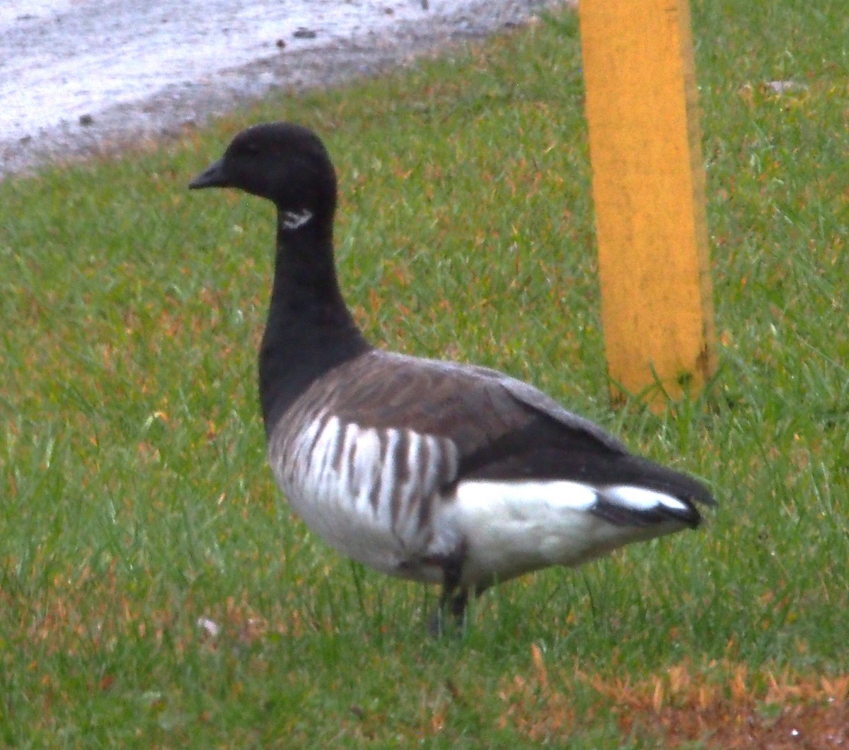 eBird Checklist 30 Oct 2023 Curwensville Dam Rec Area 29 species