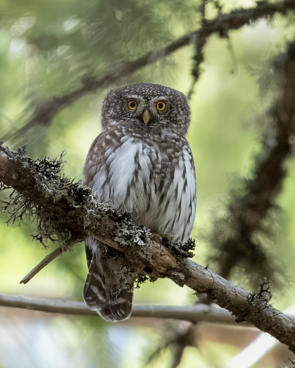 Eurasian Pygmy-Owl - ML610563139