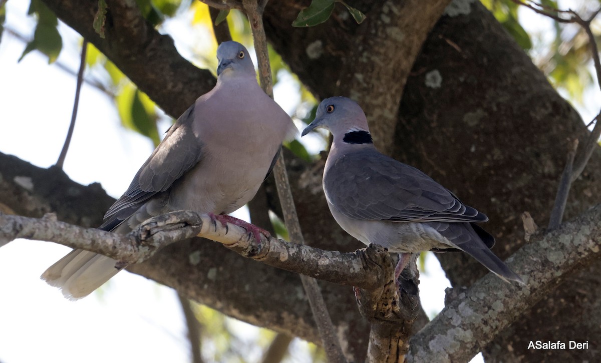 Mourning Collared-Dove - ML610563144