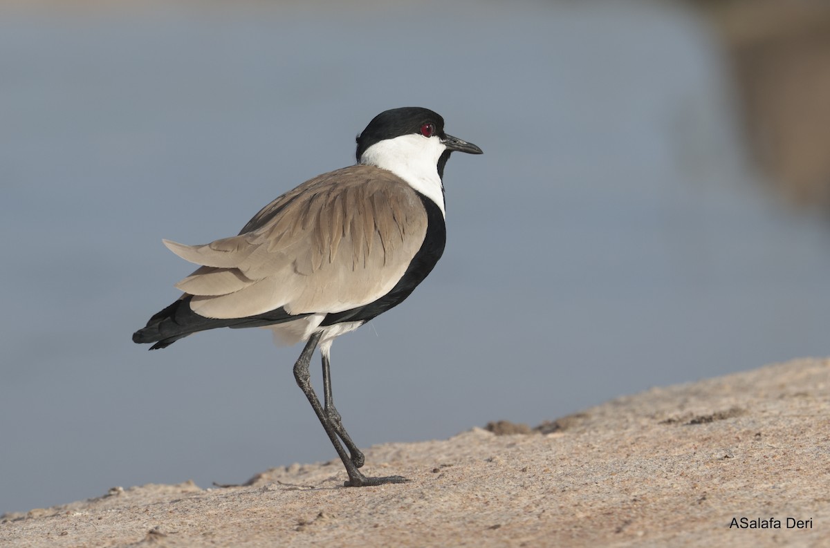 Spur-winged Lapwing - ML610563207
