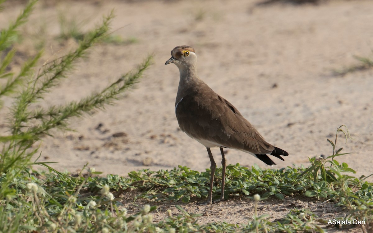Brown-chested Lapwing - ML610563224
