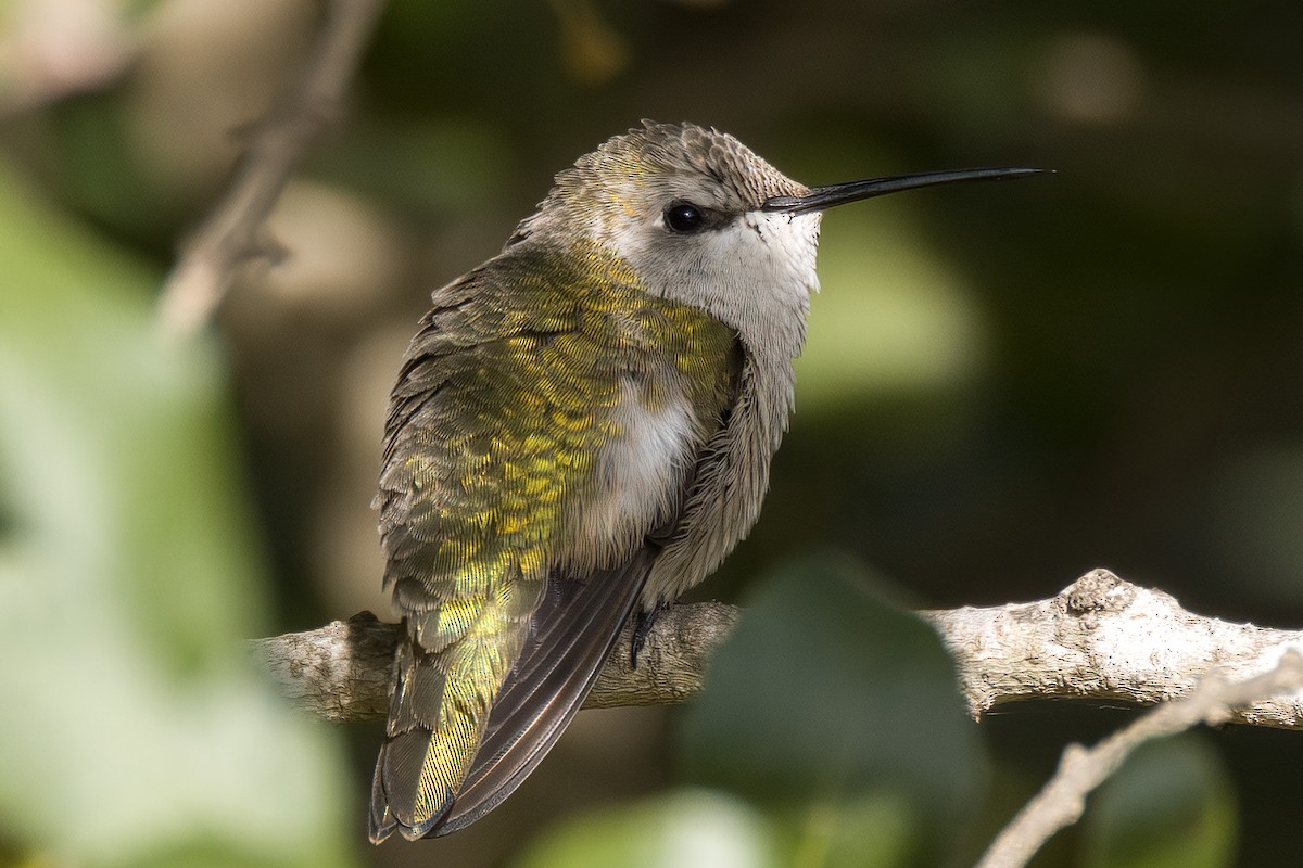 Black-chinned Hummingbird - ML610563289