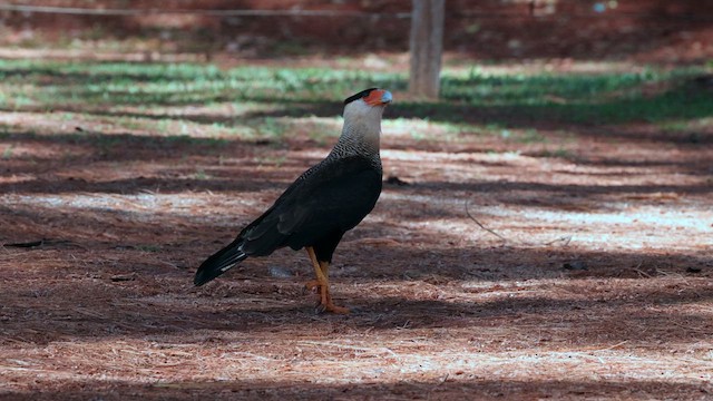 Crested Caracara (Southern) - ML610563329