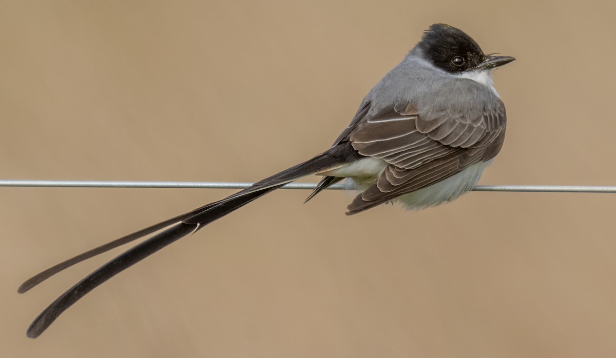 Fork-tailed Flycatcher - Jim Carroll