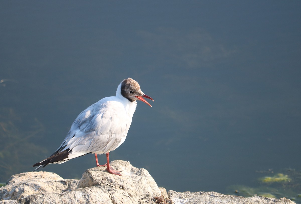 Mouette rieuse - ML610564024