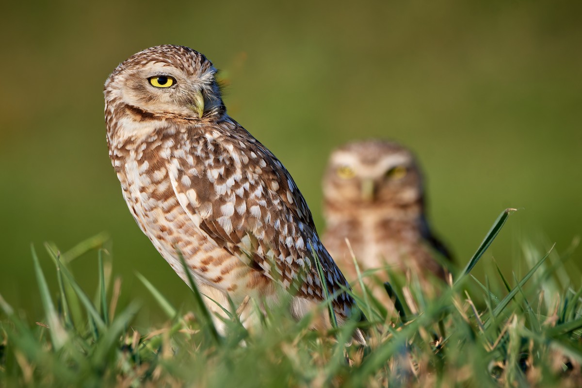 Burrowing Owl - ML610564152