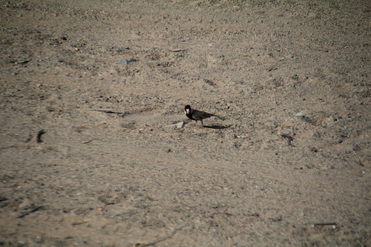 Black-crowned Sparrow-Lark - ML610564614