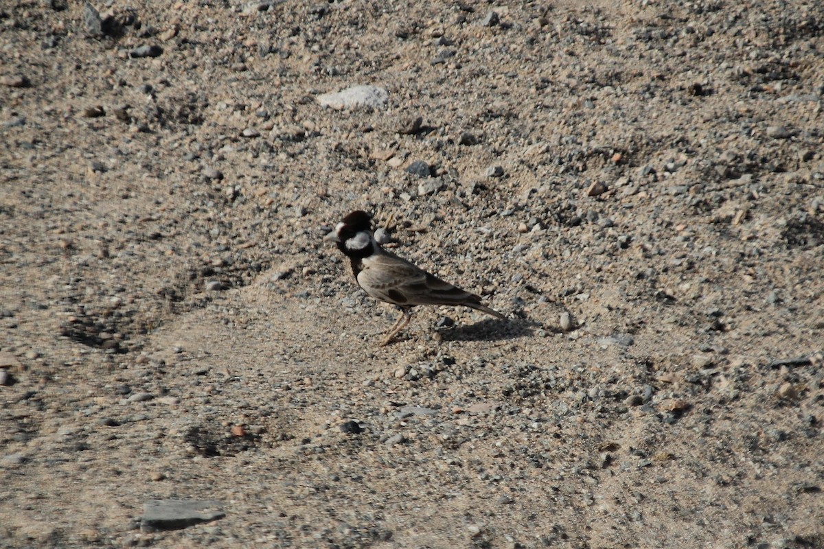 Black-crowned Sparrow-Lark - ML610564615