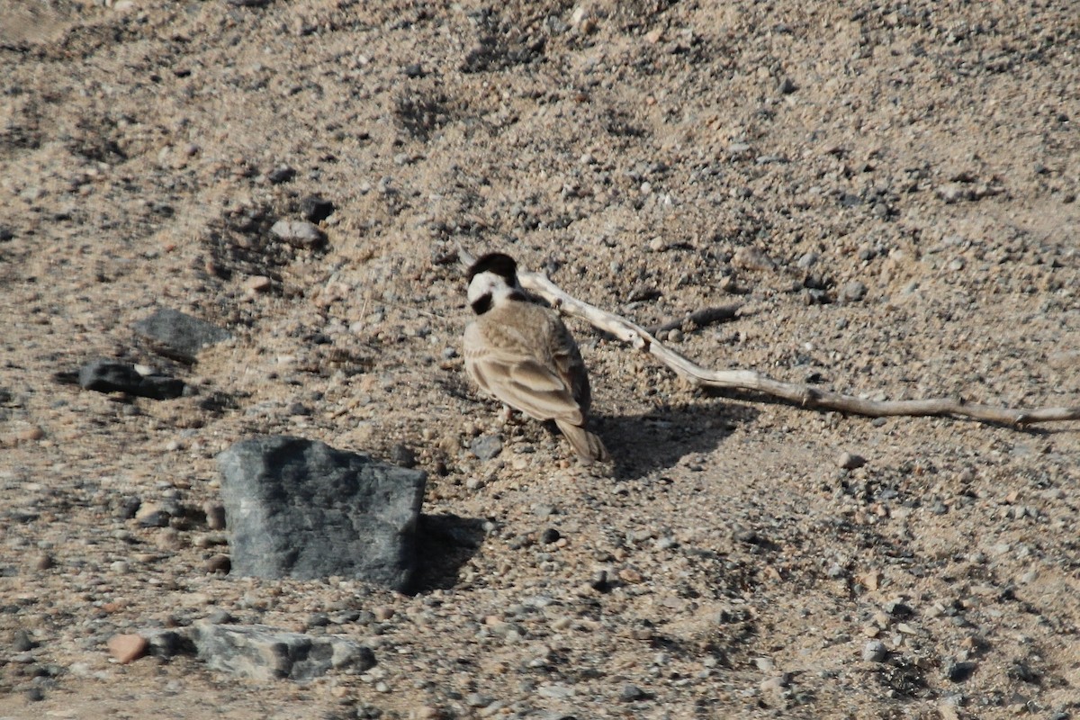 Black-crowned Sparrow-Lark - ML610564616
