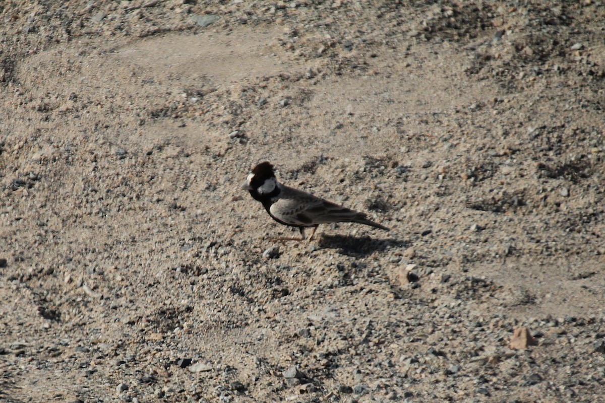 Black-crowned Sparrow-Lark - ML610564617