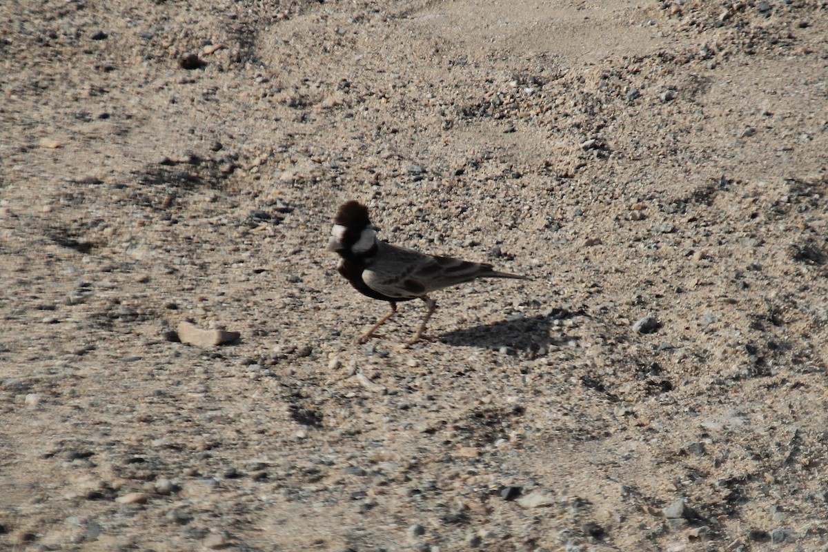 Black-crowned Sparrow-Lark - ML610564618