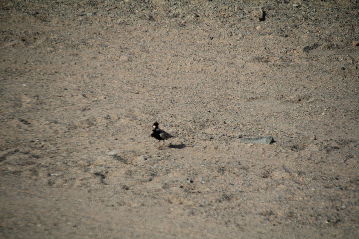Black-crowned Sparrow-Lark - ML610564619