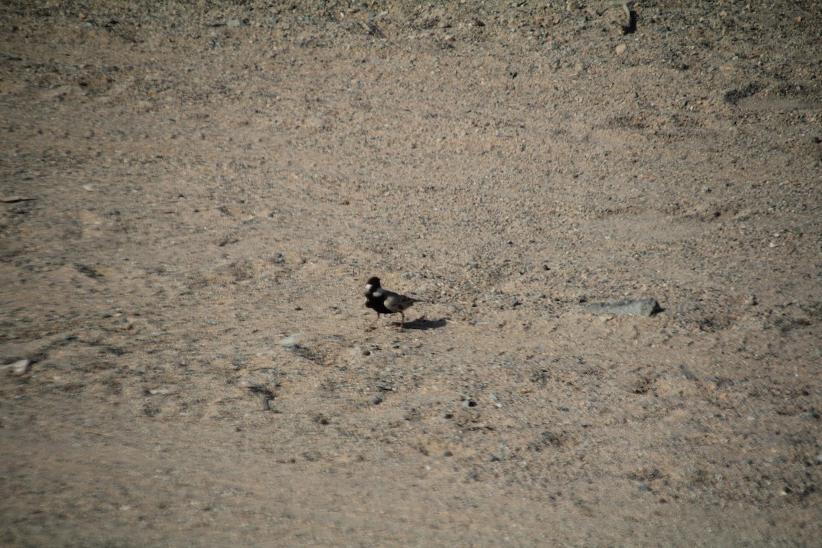 Black-crowned Sparrow-Lark - ML610564620