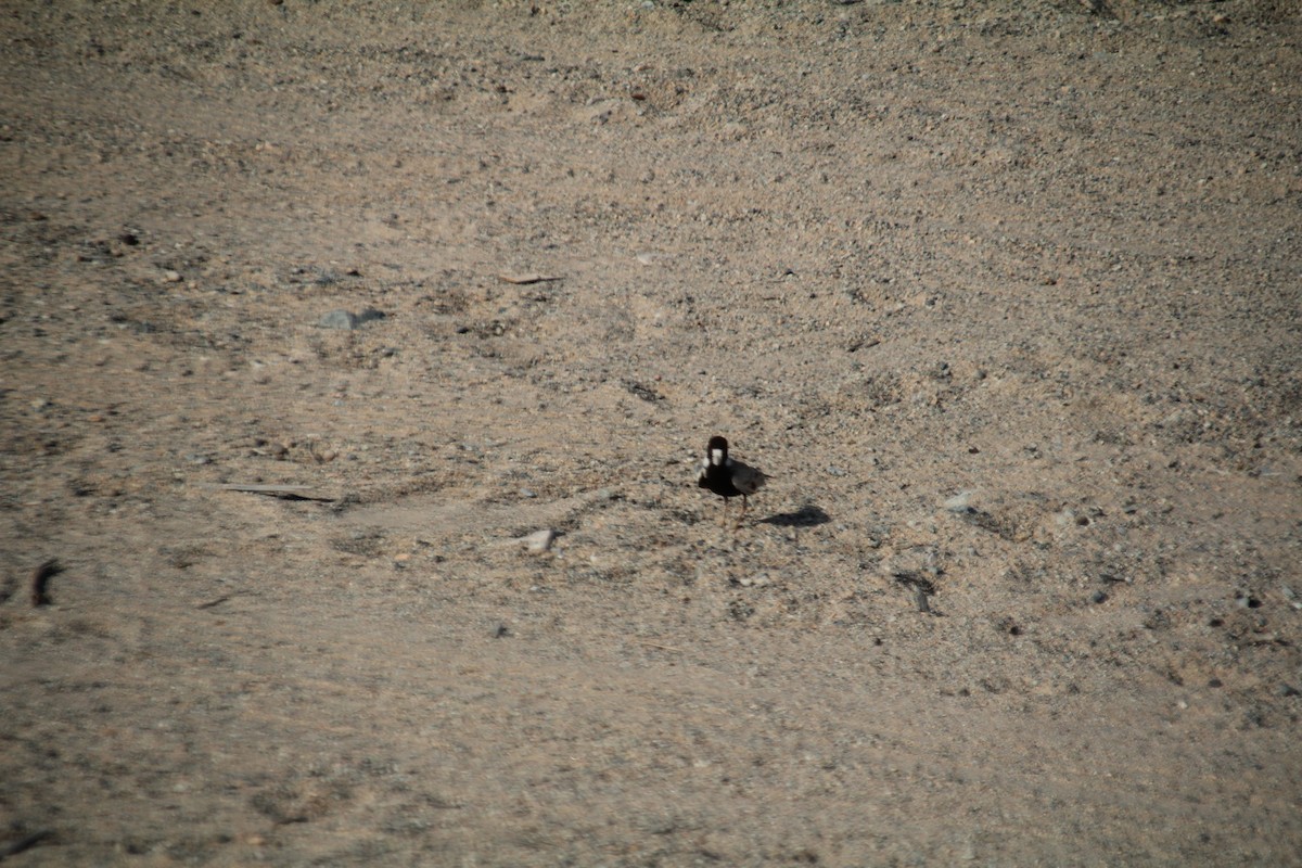 Black-crowned Sparrow-Lark - ML610564621