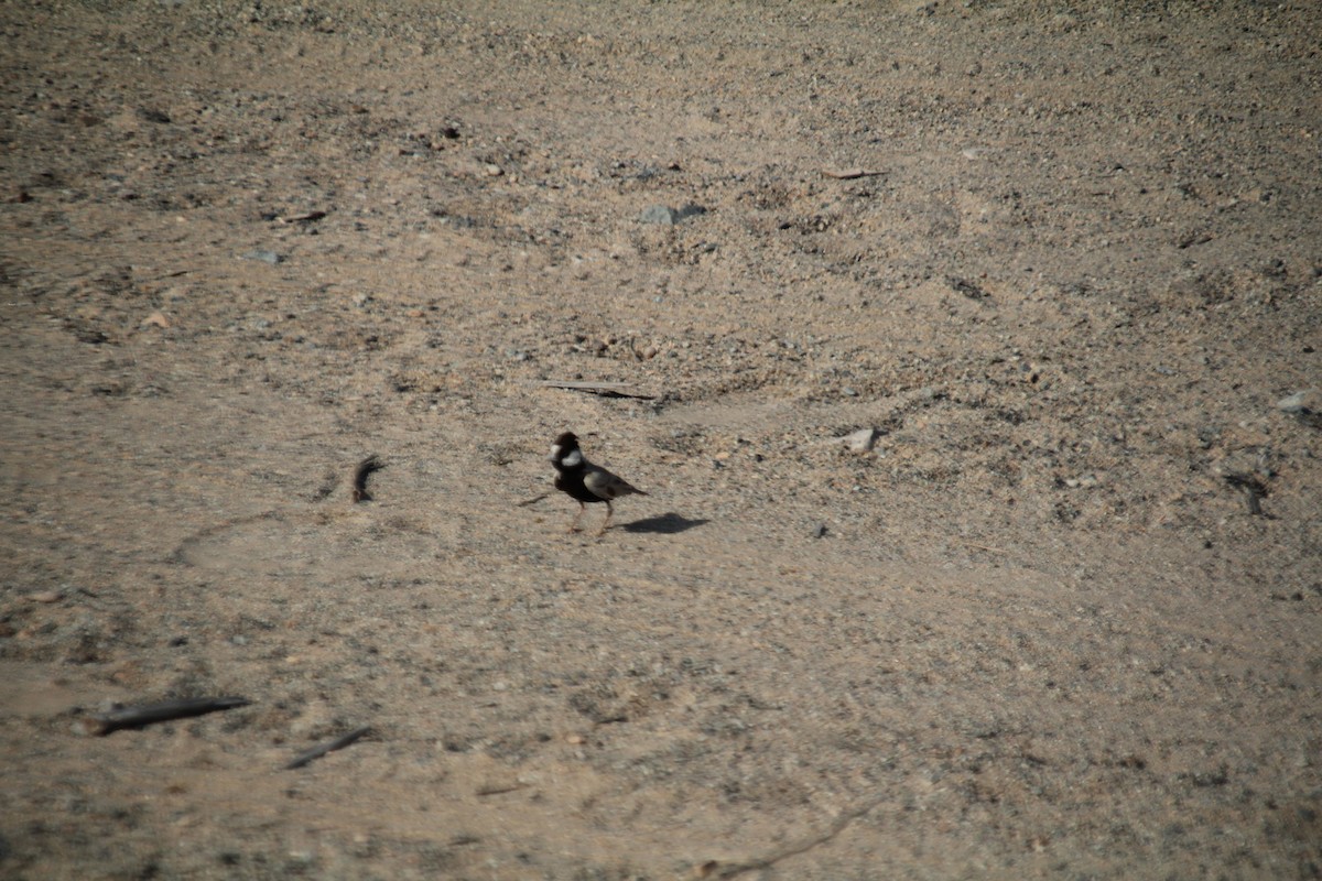 Black-crowned Sparrow-Lark - Ann Monk