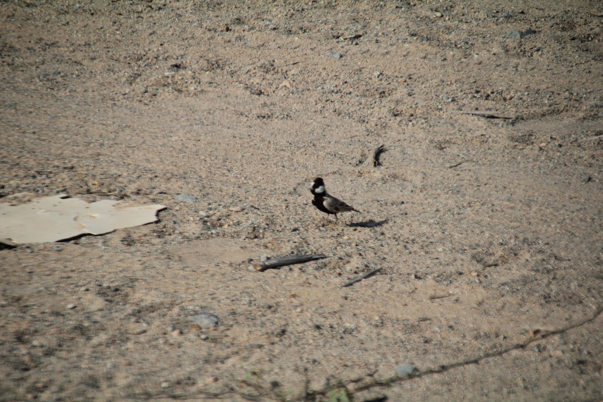 Black-crowned Sparrow-Lark - ML610564623