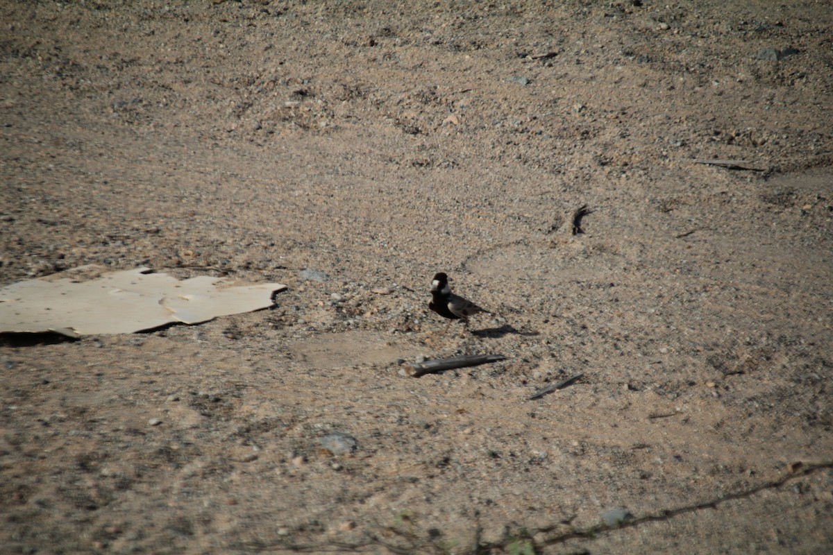 Black-crowned Sparrow-Lark - ML610564624