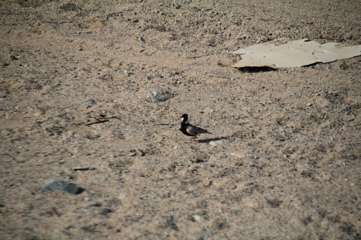 Black-crowned Sparrow-Lark - ML610564626