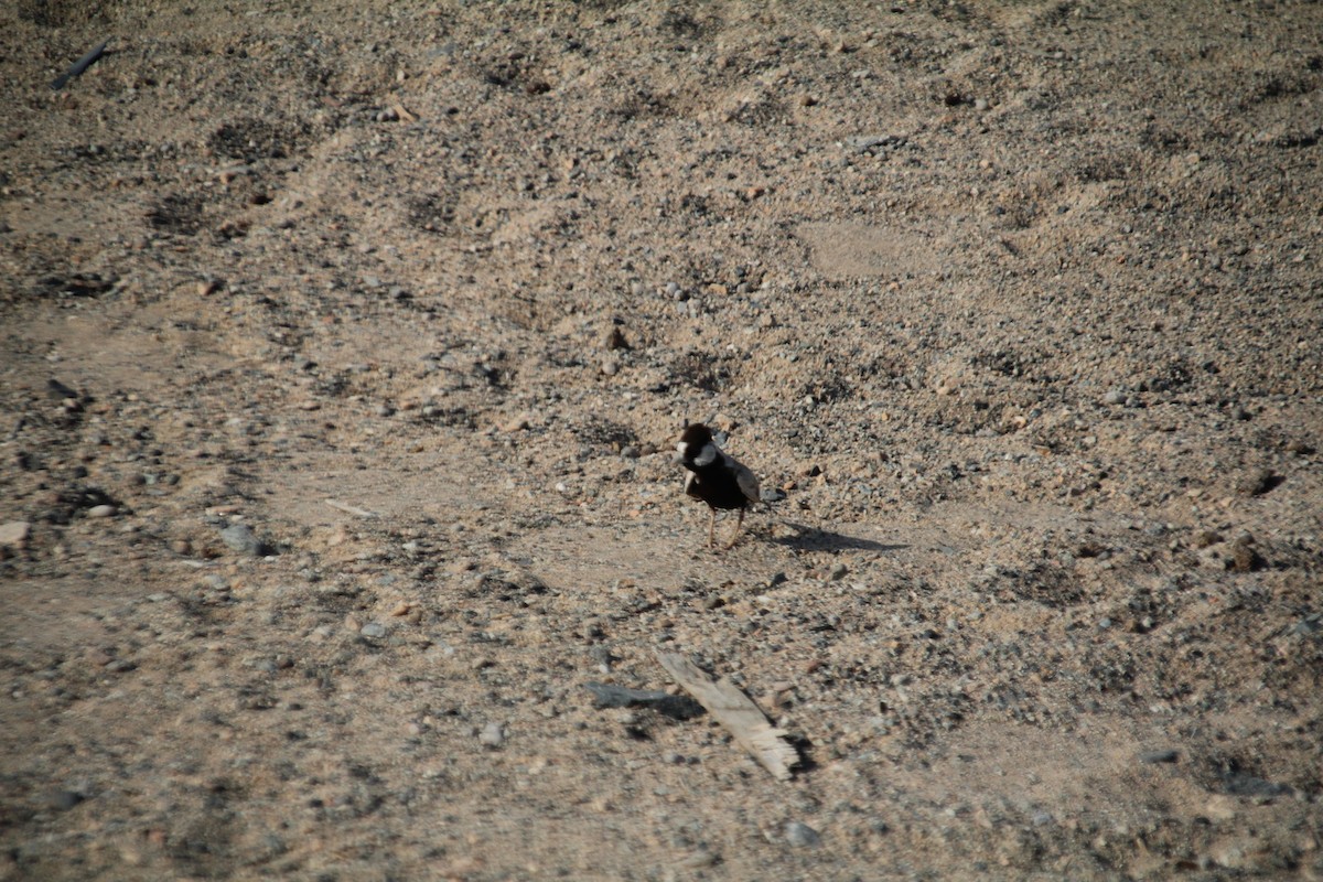 Black-crowned Sparrow-Lark - ML610564627